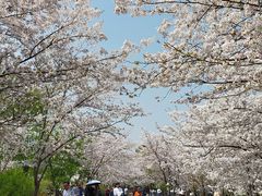 -顾村公园