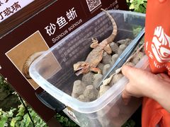 -南宫五洲植物乐园