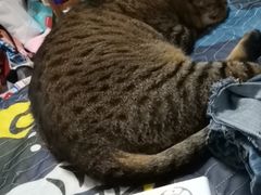 -爱侣宠医·鹦鹉专科·小型哺乳类·异宠专科(灵石路店)