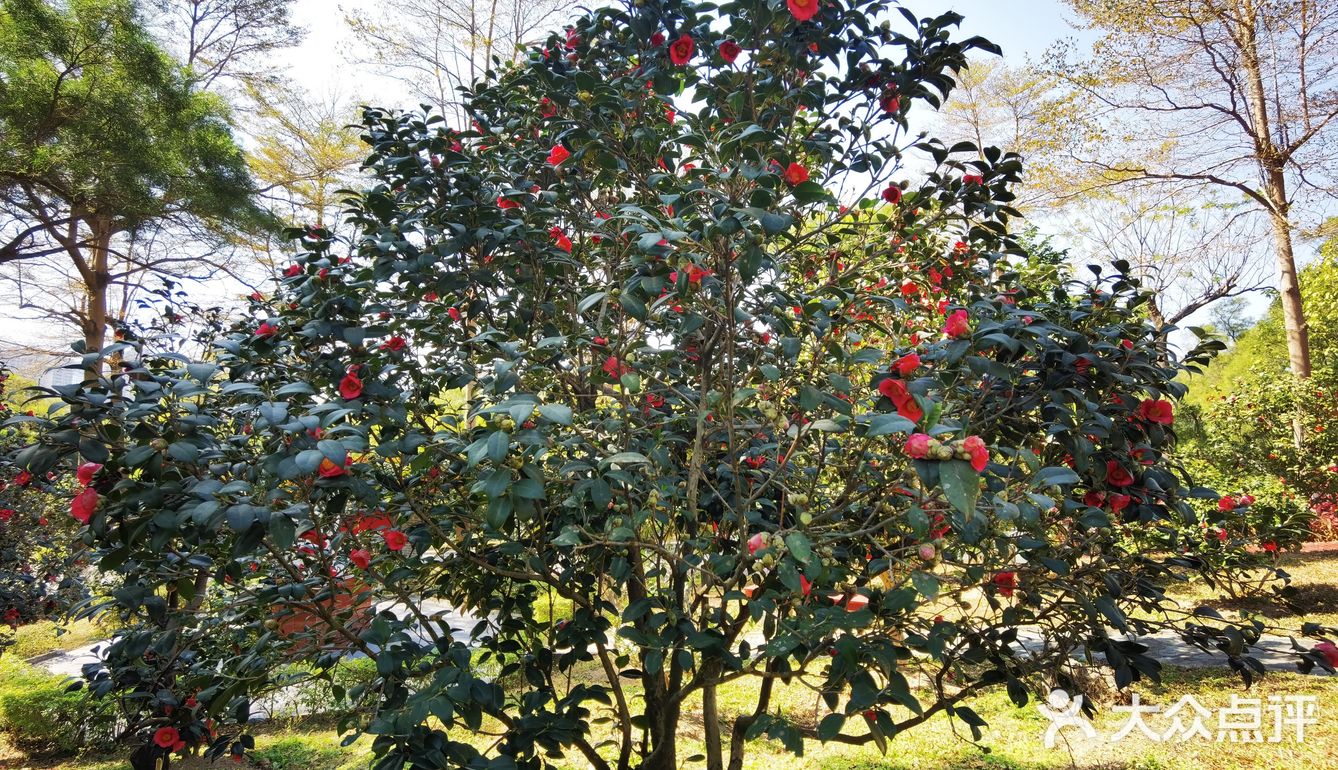 御花園位置就在正門入口右手邊