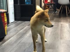 -猫尾侦探俱乐部·剧本杀·狼人杀