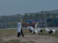 -盐城丹顶鹤湿地生态旅游区