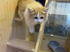 -爪爪喵星球·猫舍(前海卓越店)