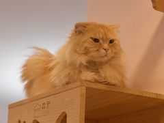 -猫咪派对(江南西店)