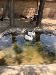 -上美四季动物农场
