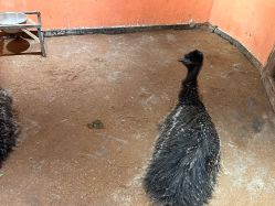 -Zoolung Zoolung动物主题公园(海信广场店)