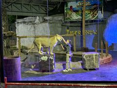 -清迈夜间动物园