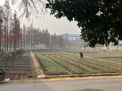 -乌村