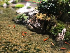 -森味薪火烧•烧鸟居酒屋•日本料理(望京店)