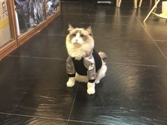 -Goku PET SHOP宠物视觉生活馆(双井店)