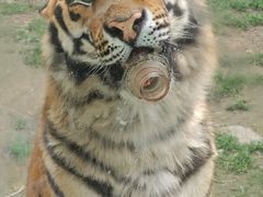 -栾川竹海野生动物园