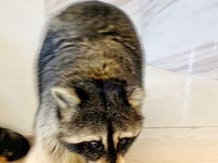 -浣熊柯尔鸭土拨鼠·电玩咖
