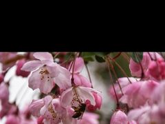 -武汉大学-樱园