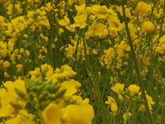 -同济大学(嘉定校区)