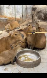 -Zoolung Zoolung动物主题公园(海信广场店)