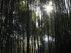 -八大山人梅湖景区
