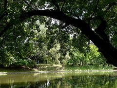 -上海共青森林公园