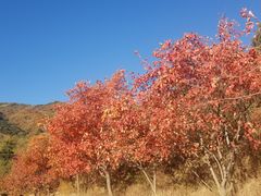 -北京西山国家森林公园