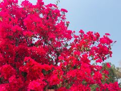 -莲花山公园