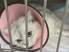-暖阳宠物医院·犬猫康复中心·骨科