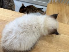 -楼上猫咖(罗湖店)