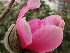 -陕西省西安植物园