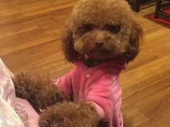 -天宠宠物医院24小时·急重症诊疗中心·全科·腔镜特色(和平分院)