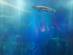 -迪拜水族馆及水下动物园