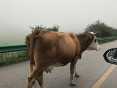 -关山草原