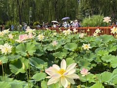 -莲花池公园