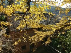 -南雄冯屋银杏山庄