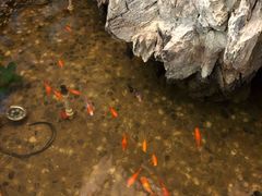 -日日鲜茶餐厅(小公园店)