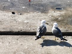-星海广场