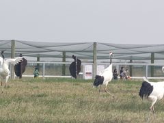 -盐城丹顶鹤湿地生态旅游区