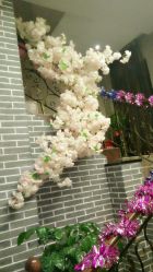 android_upload_pic-雅曼妮