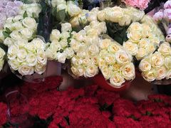 -曲阳花鸟市场(曲阳路店)