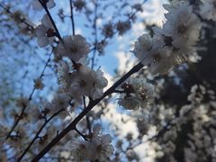 -黑龙江省森林植物园
