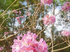 -仙岳公园