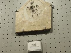 -辽宁古生物博物馆