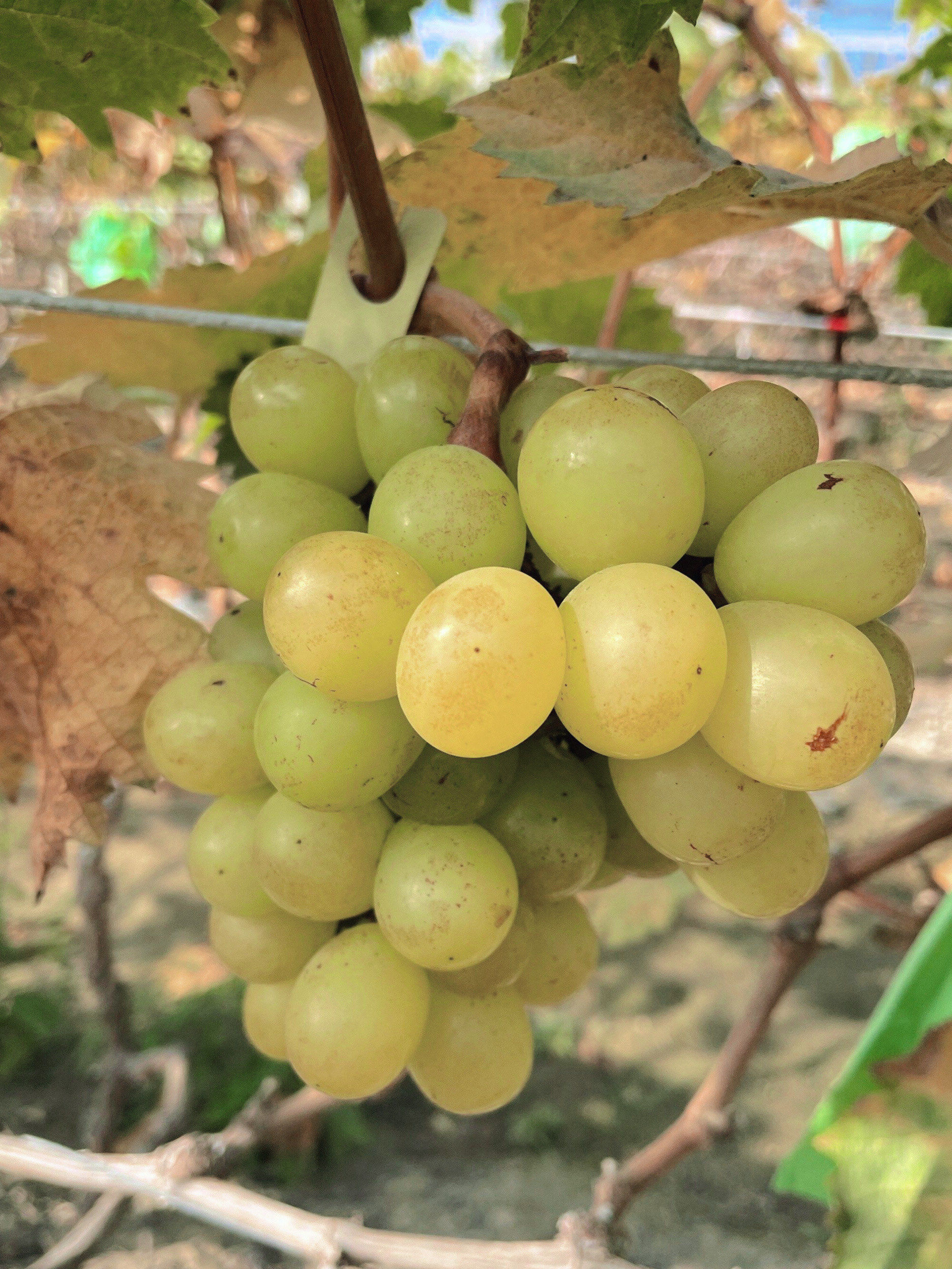 n
🍇葡萄园内,精心规划的葡萄架整齐有致,阳光透过稀疏的叶片