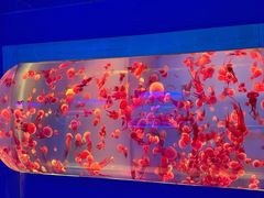 -左海海底世界