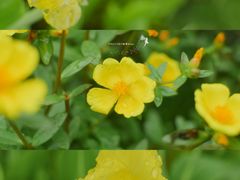 -西北湖绿化广场