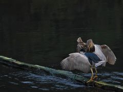 -重庆彩云湖湿地公园