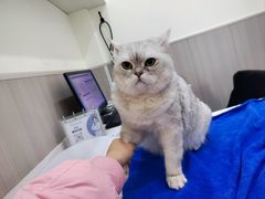 -佑安动物医院·全科·内窥镜中心(幸福巷店)