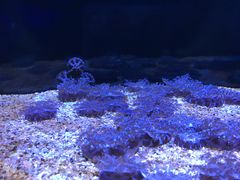 -暹罗海洋世界