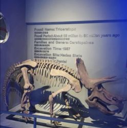 -恐龙探索乐园(磁器口店)