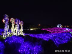 -大塘金香草谷