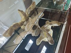-诸城市恐龙博物馆