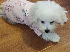 -PETKIT 小佩宠物·低压洗护·美容·寄养(安远店)