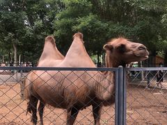 -长白岛森林公园